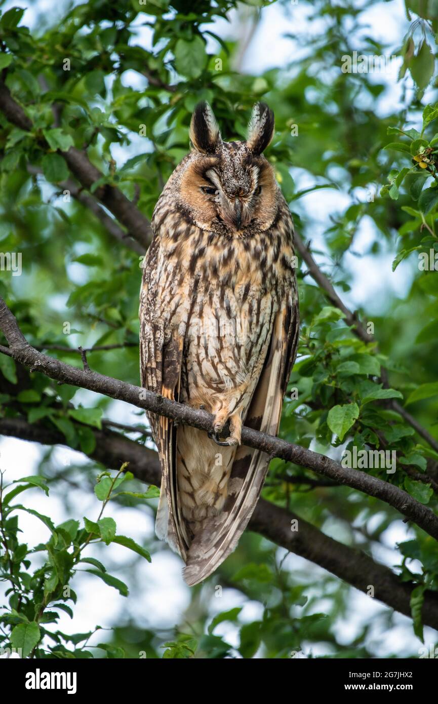 Mignon petit hibou à longues oreilles assis sur une branche d'arbre, majestueux portrait de hibou, mignon ASIO Otus dort avec les yeux fermés Banque D'Images