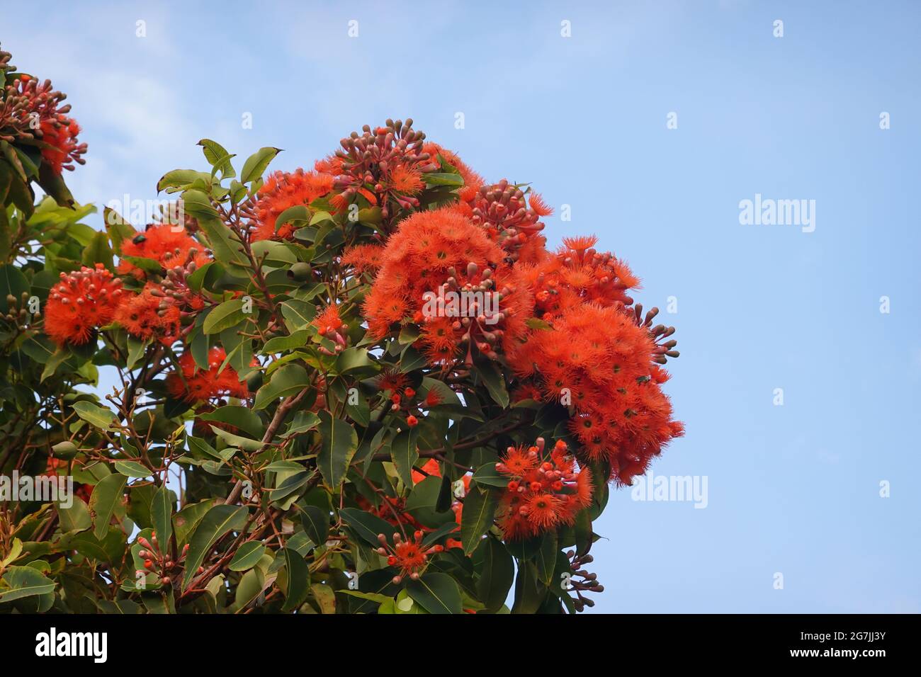 Corymbia fifolia communément connu sous le nom de gomme à fleurs rouges dans Irvine Californie.il a été introduit en Californie en 1873 par Charles Schurff dans Pasadena Banque D'Images