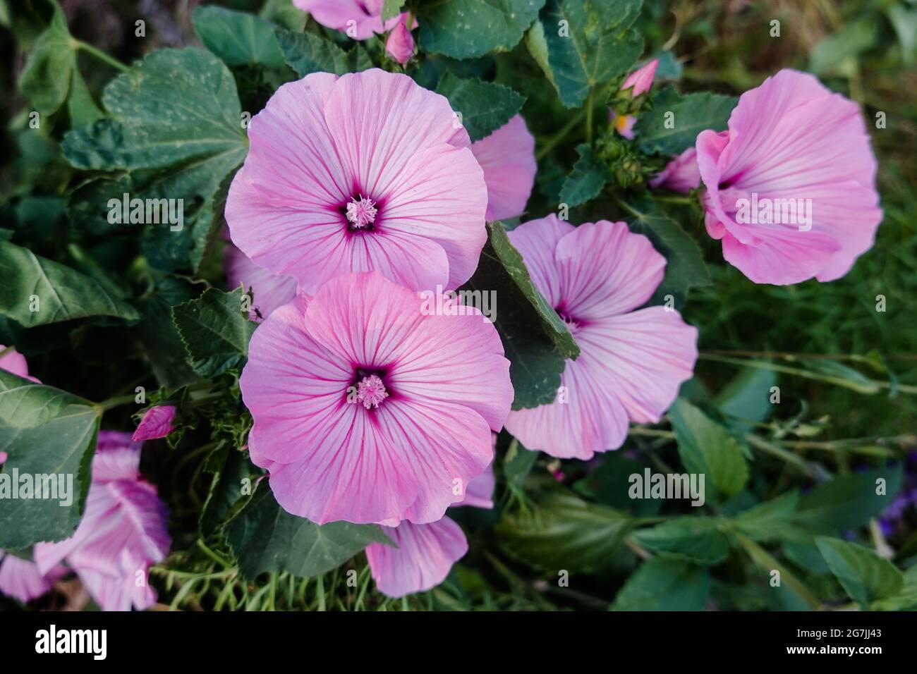 La malow de rose Lavatera triméstris aussi connu comme la malow d'arbre annuel, la malow royale et la malow régal. Culture dans un jardin de Californie du sud des États-Unis Banque D'Images