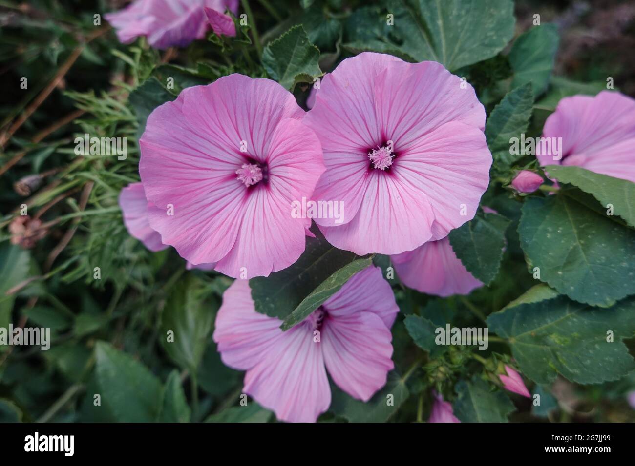 La malow de rose Lavatera triméstris aussi connu comme la malow d'arbre annuel, la malow royale et la malow régal. Culture dans un jardin de Californie du sud des États-Unis Banque D'Images