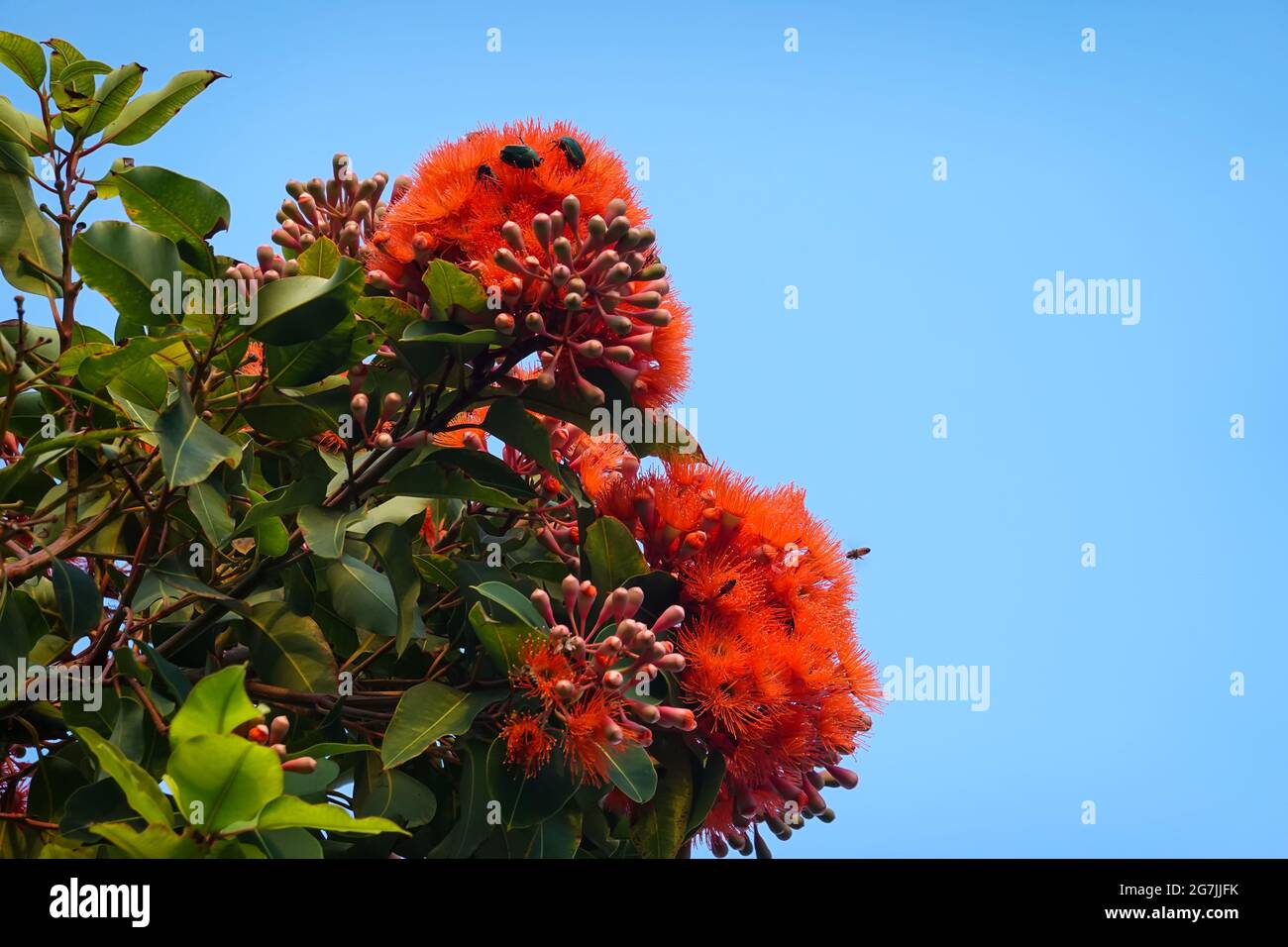 Corymbia fifolia communément connu sous le nom de gomme à fleurs rouges dans Irvine Californie.il a été introduit en Californie en 1873 par Charles Schurff dans Pasadena Banque D'Images