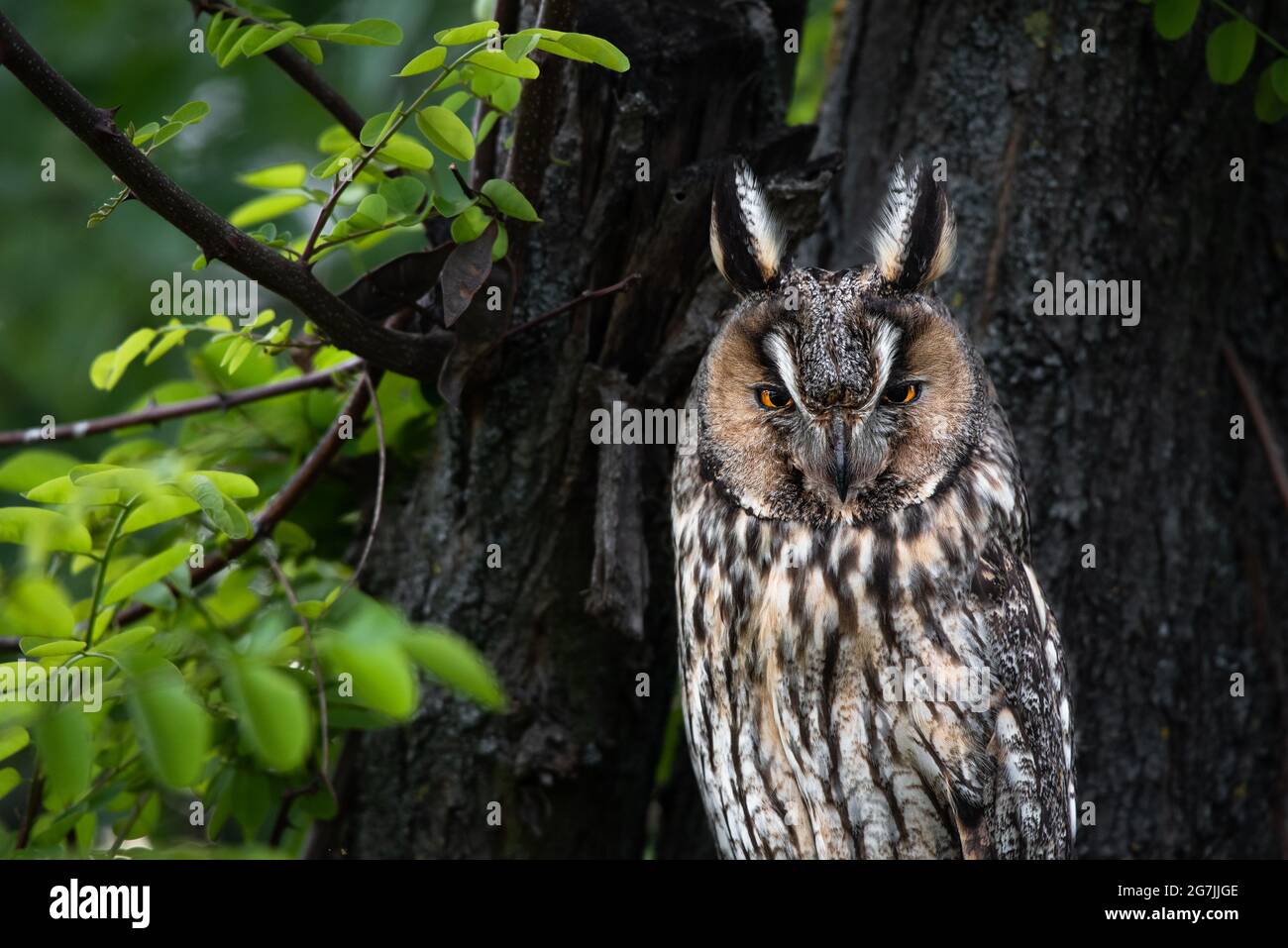 Hibou sage, majestueux Portrait de hibou à longues oreilles, ASIO Otus regardant avec des yeux orange vif, parfait gros plan, prédateur calme assis sur la branche d'arbre, beau Banque D'Images