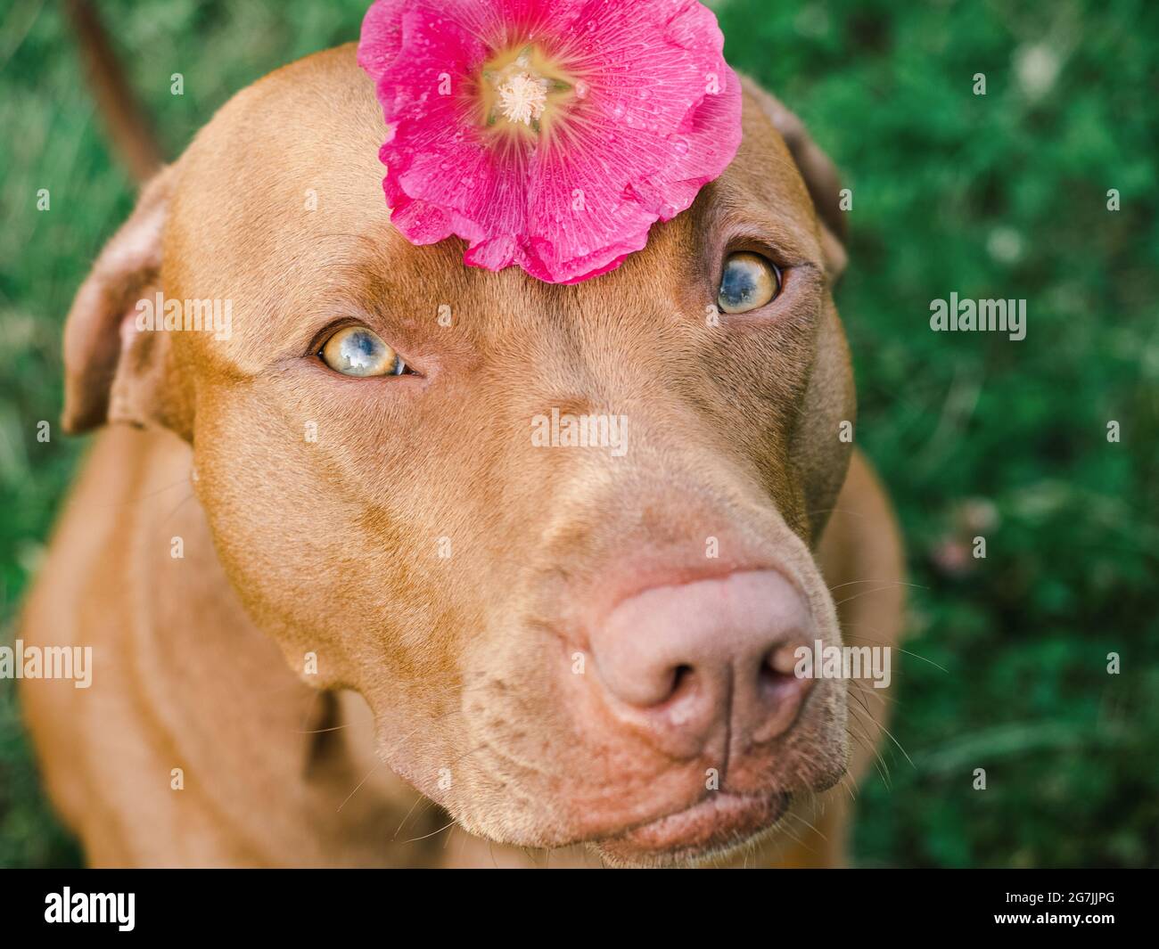 Adorable chiot de couleur marron. Gros plan, extérieur. Lumière du jour. Concept de soins, d'éducation, de formation à l'obéissance et d'élevage des animaux de compagnie Banque D'Images