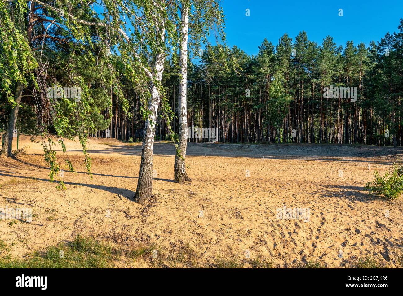 Plage de sable entourée de pins et de bouleaux sous le soleil du soir. Banque D'Images