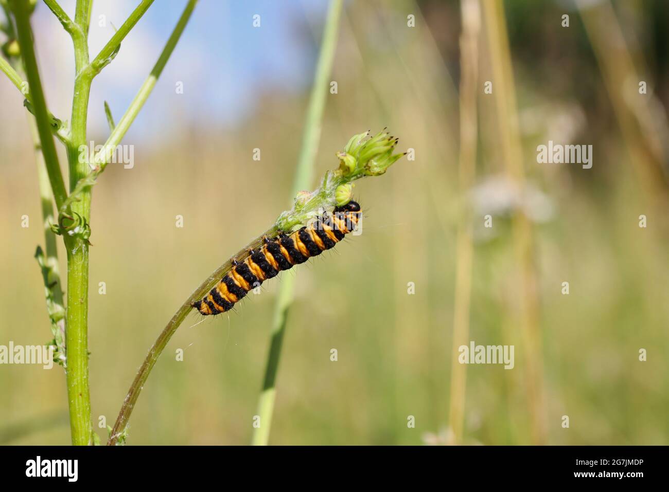 Gros plan de Cinnabar Moth Caterpillar en été nature. Insecte rayé orange et noir sur plante à fleurs de Ragobe commun. Banque D'Images
