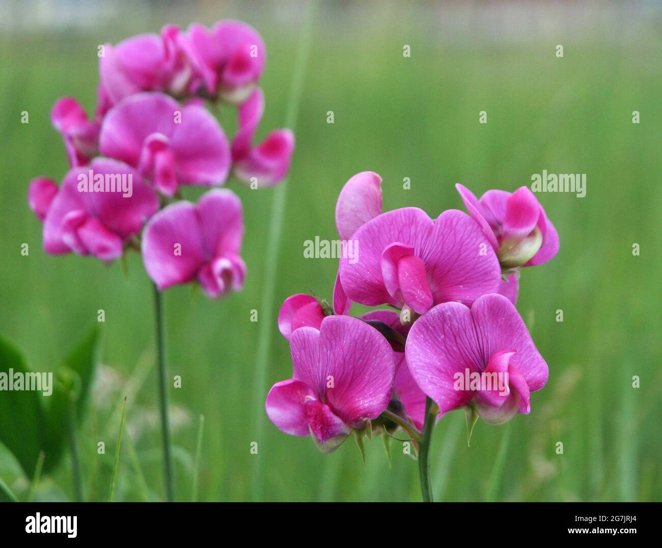 POIS DOUX SAUVAGES, PARC CASTLE SHORE, PORTCHESTER, HANTS Banque D'Images