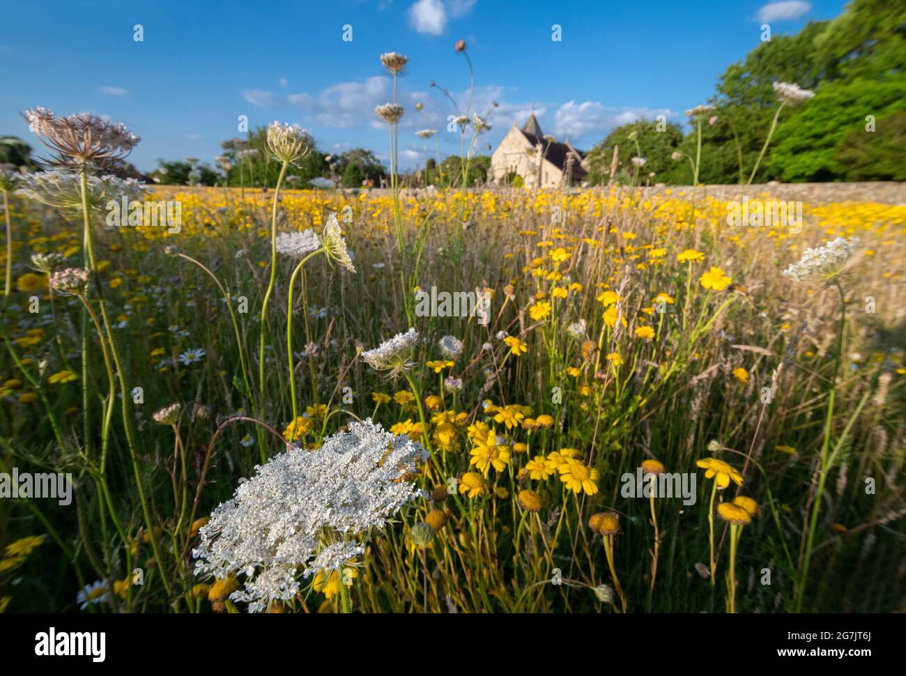 Nouvelle prairie de fleurs sauvages dans un ancien champ à West Wittering, Chichester, West Sussex, Angleterre Banque D'Images