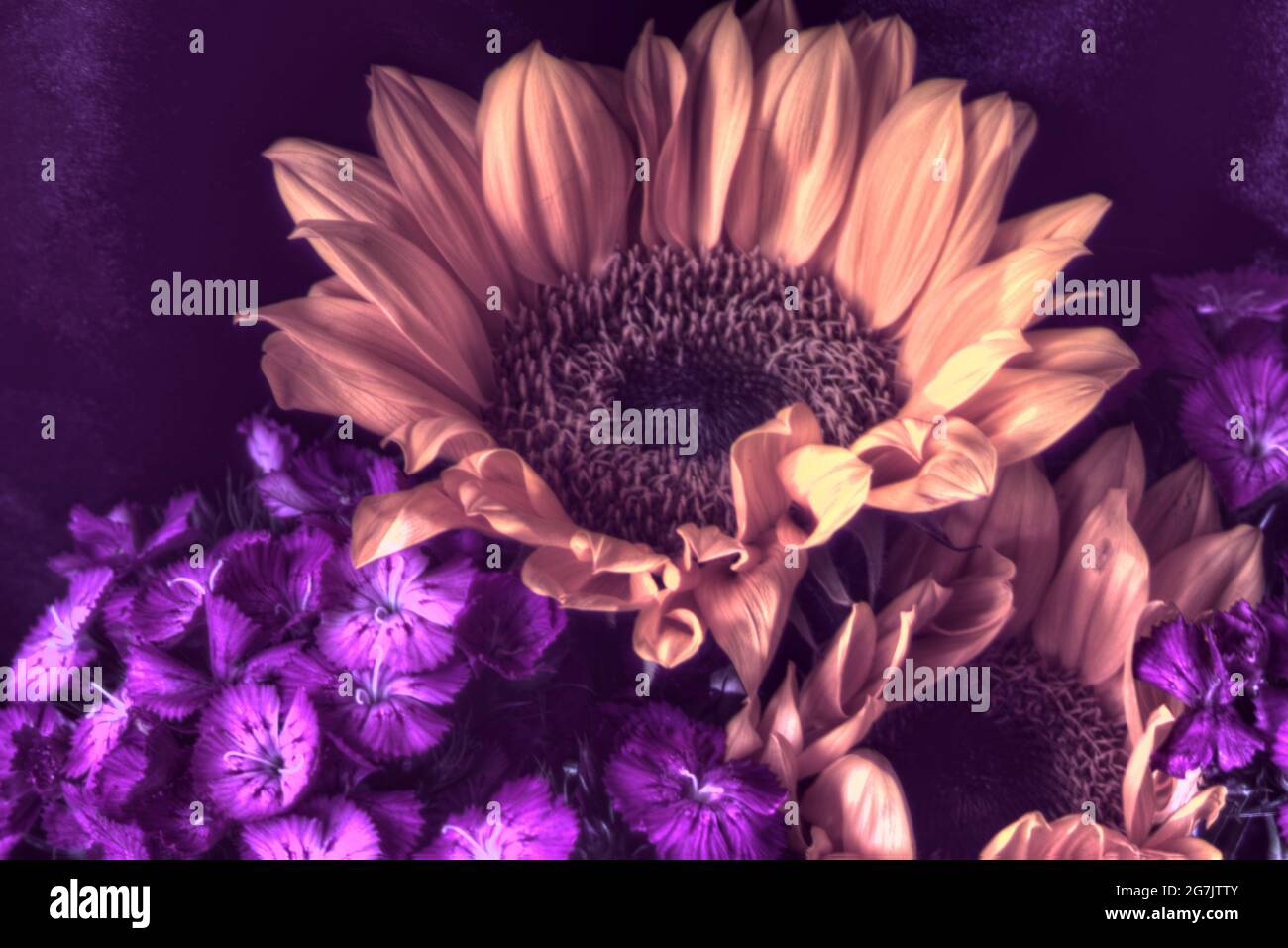 Photo de la gamme dynamique élevée des tournesols jaunes (Helianthus) et des fleurs pourpres de dianthus, donnant l'impression d'une peinture. Banque D'Images