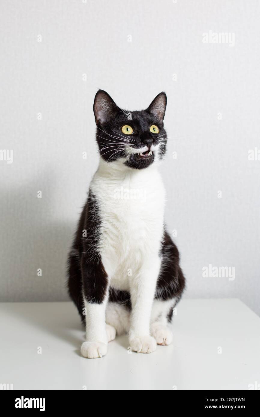 Portrait complet d'un chat noir et blanc assis drôle sur un fond clair. Un chat noir surpris avec une moustache et des pattes blanches regarde vers le haut Banque D'Images