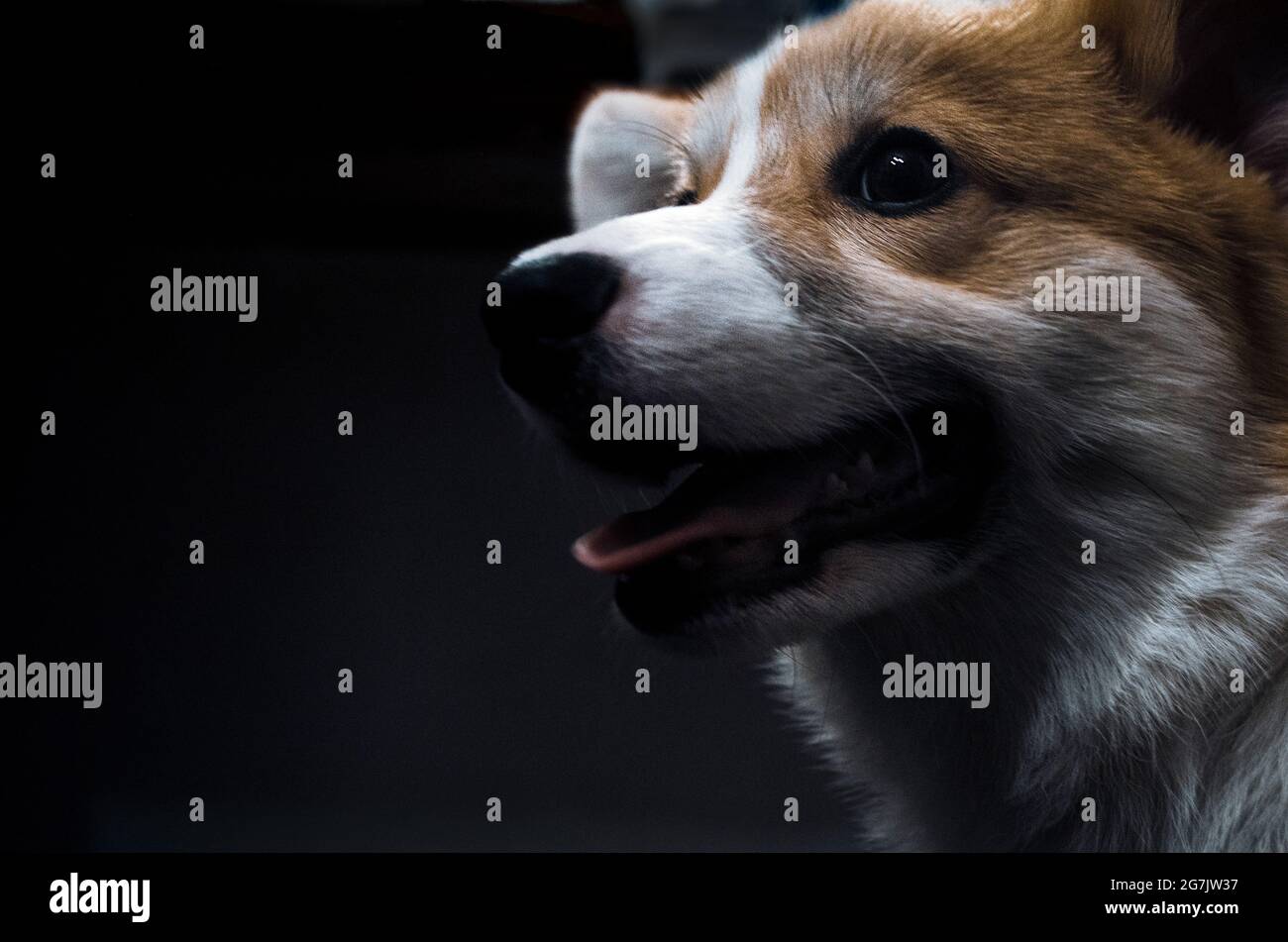 Chiot Corgi sur fond noir, joli petit chien corgi vue rapprochée Banque D'Images