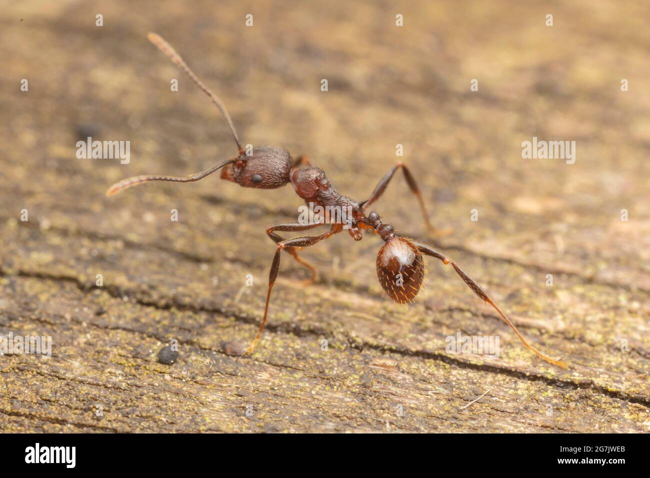 Ant cintré (Aphaenogaster fulva) Banque D'Images