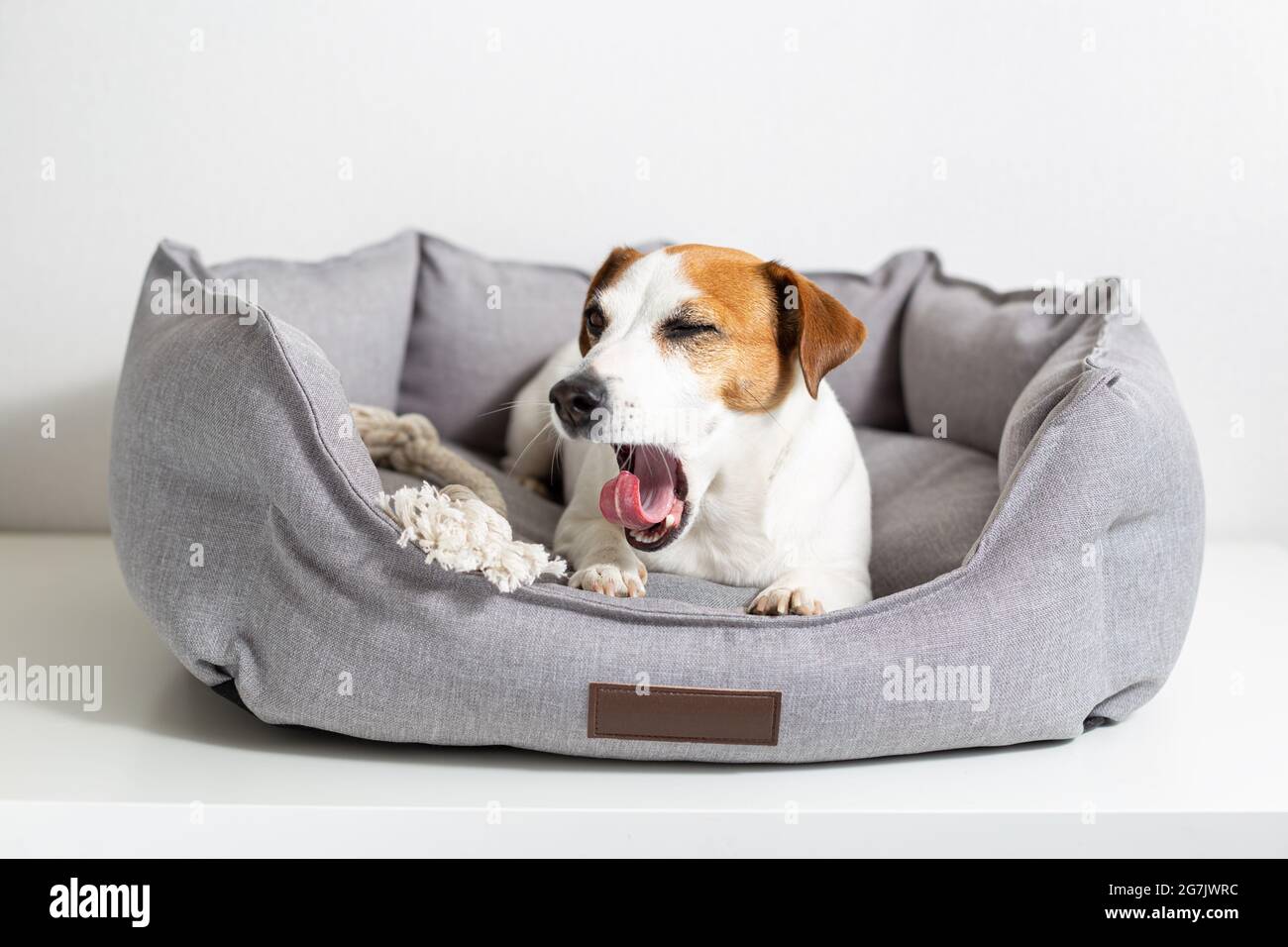 Un chien béant, Jack russell terrier allongé dans un lit d'animal de compagnie gris sur un fond clair. Produits écologiques pour animaux de compagnie, magasin pour animaux de compagnie. Amour et soin pour les animaux de compagnie Banque D'Images