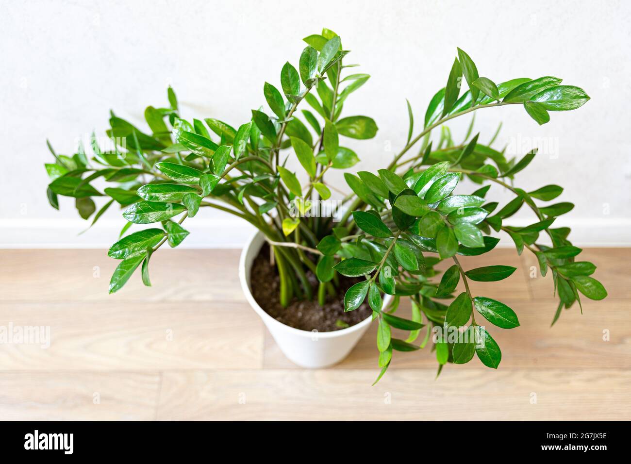 Maison à la mode Zamioculcas dans un pot blanc, vue de dessus, foyer sélectif. Zamioculcas zamiifolia. Concept de soin des plantes à domicile, jardinage. Écologique scandinave Banque D'Images