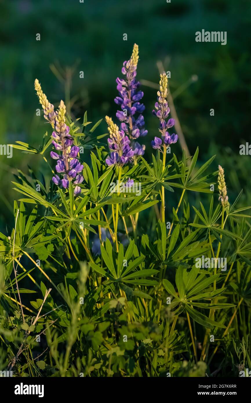 Lupin, Lupinus sp., floraison dans les monts Garnet, Montana, États-Unis Banque D'Images