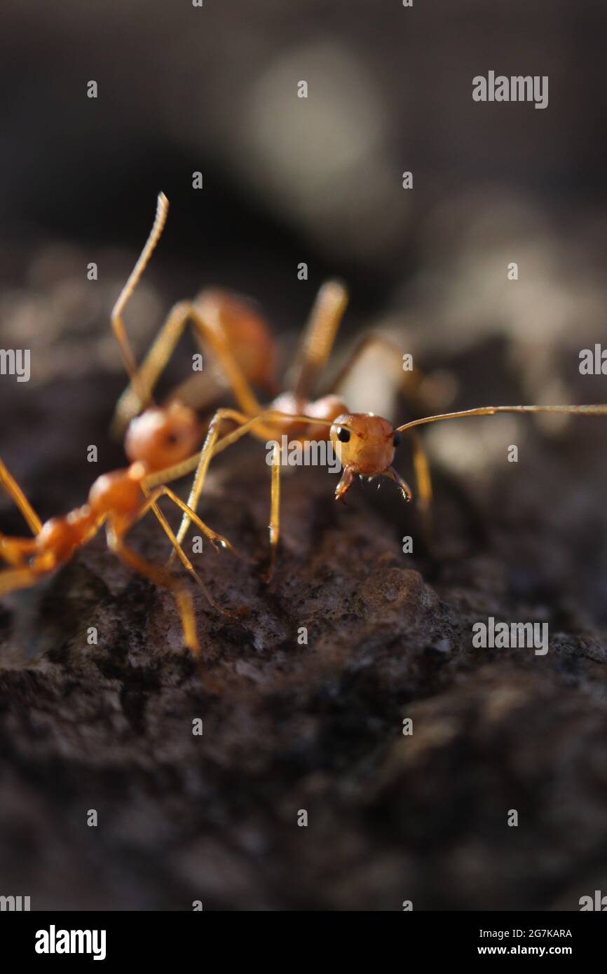Photographie macro de Ant. Banque D'Images