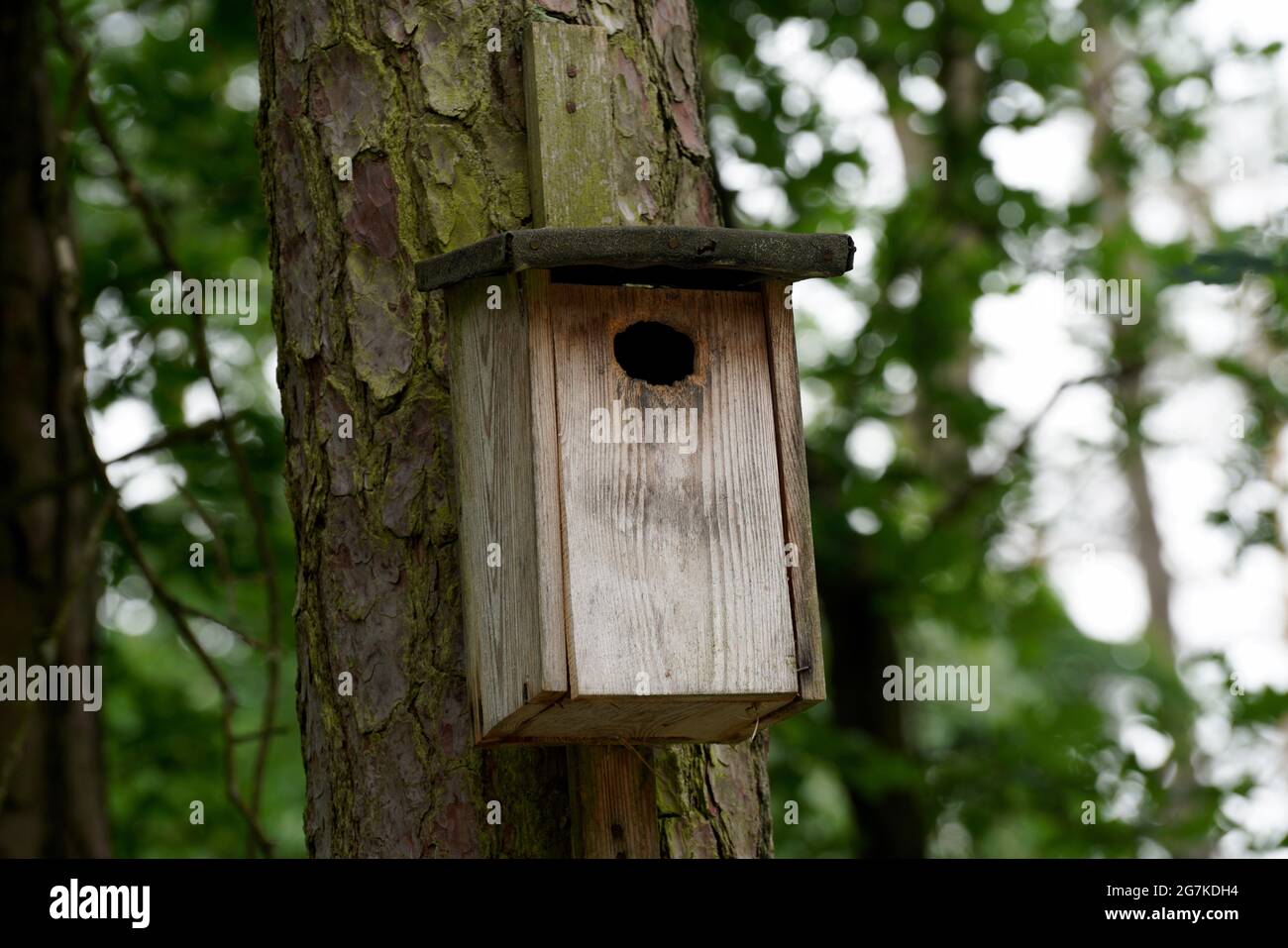 gros plan d'écureuil en bois ou d'une maison d'oiseau accrochée à l'arbre  4425968 Photo de stock chez Vecteezy