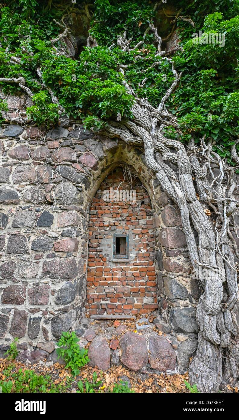 14 juillet 2021, Brandebourg, Zehdenick : les anciennes vignes de lierre poussent sur les ruines du dortoir du monastère cistercien. Le monastère a été fondé en 1250 par les ducs d'Ascan. En 1541, il a été converti en couvent protestant. Aujourd'hui, c'est une fondation à but non lucratif de droit public sous la supervision de l'église protestante Berlin-Brandebourg-schlesische Oberlausitz. Il est administré sur une base volontaire par un chapitre de la fondation. Pour la nouvelle exposition permanente "le ciel brodé", le monastère recevra 20,000 euros en fonds de loterie du Ministère de la Culture. À partir de 2022 Banque D'Images