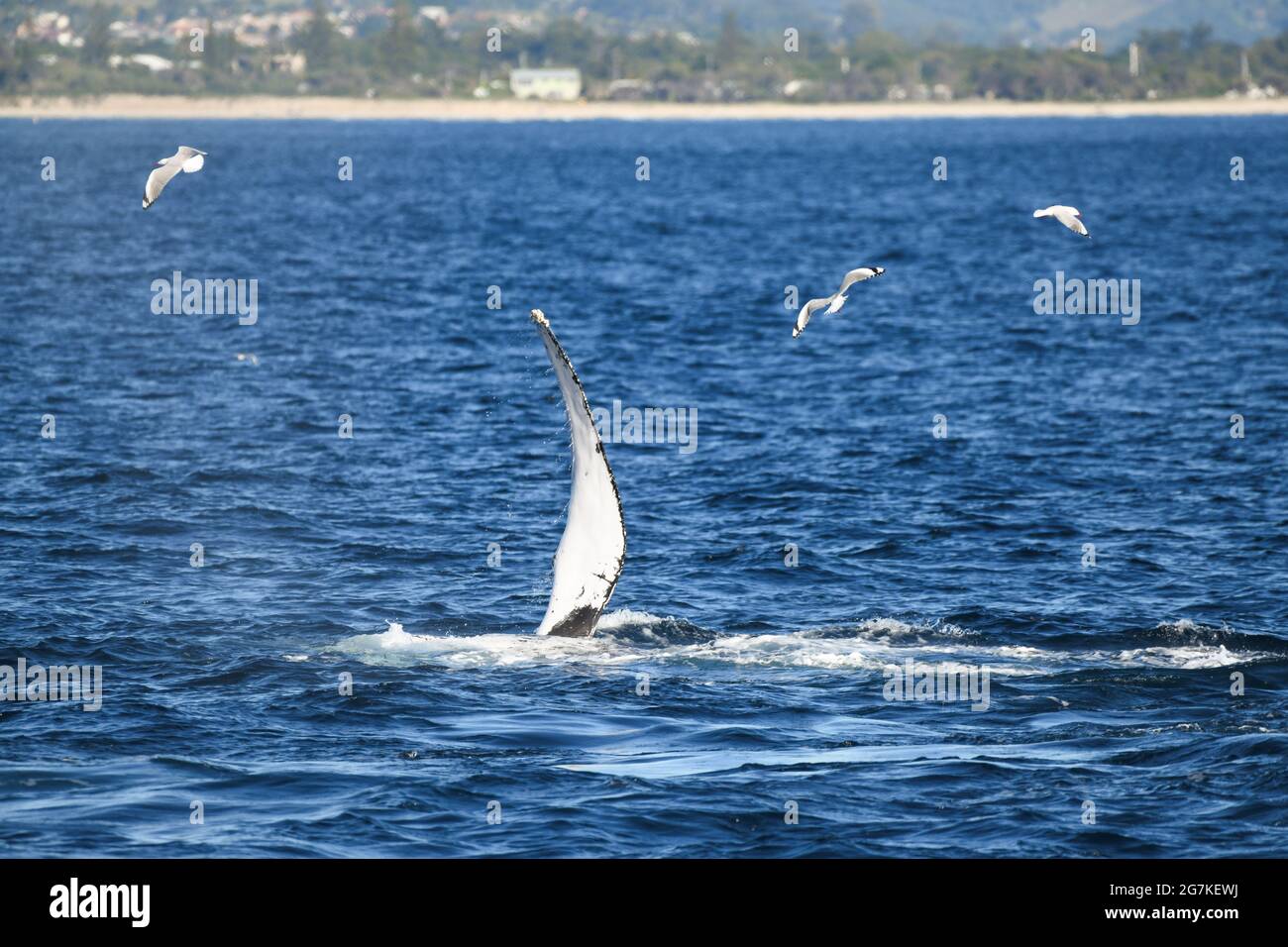 Nageoire à baleine agitant dans l'océan près du rivage Banque D'Images