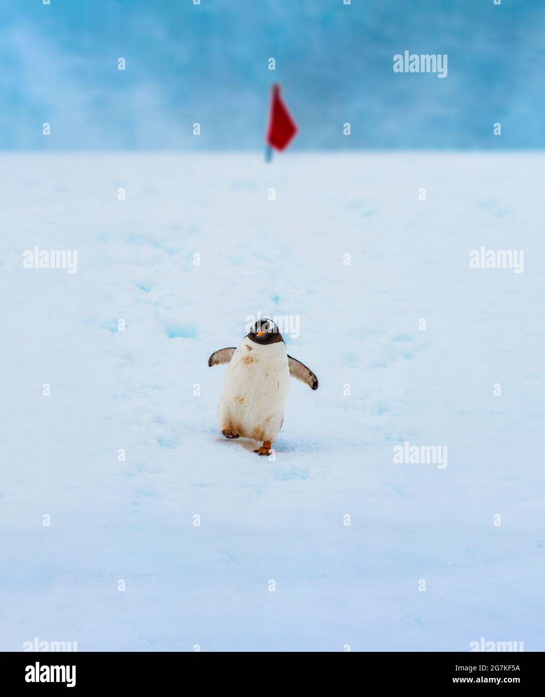 Gentoo Penguin originaire des îles sub-antarctiques où les températures froides permettent des conditions idéales de reproduction, de recherche de nourriture et de nidification. Banque D'Images