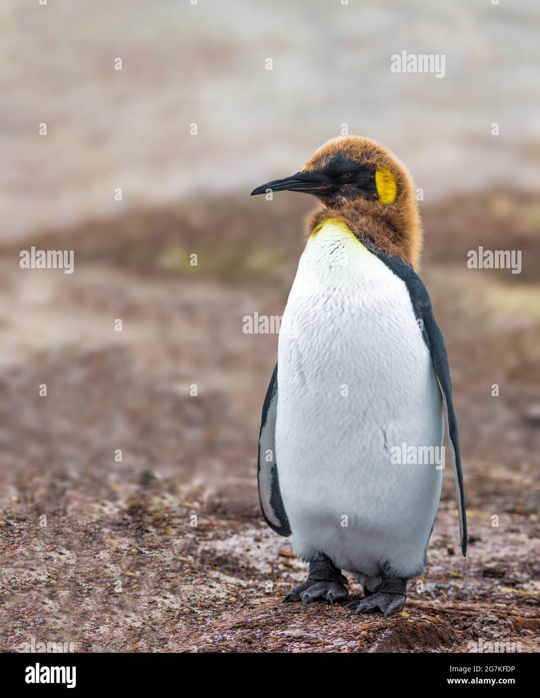 Le Penguin roi est la deuxième plus grande espèce de pingouin, plus petit, mais un peu semblable en apparence au pingouin empereur Banque D'Images