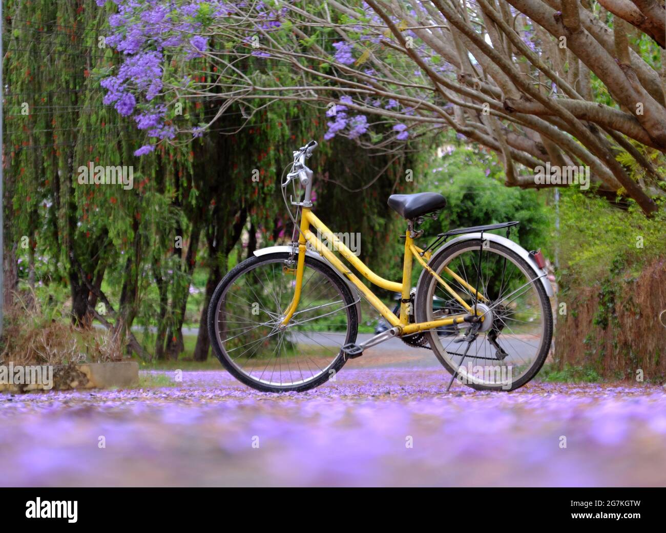 Magnifique paysage à Da Lat ville, Vietnam au printemps, fleur de phoenix violet en route, vélo jaune parc seul sur la route sous arbre flamboyant Banque D'Images