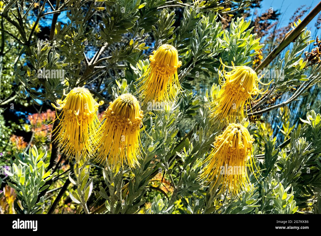 Fleurs de pinmamet-protea (Leucospermum cordifolium), jardin botanique, San Francisco, Californie, U.S.A Banque D'Images