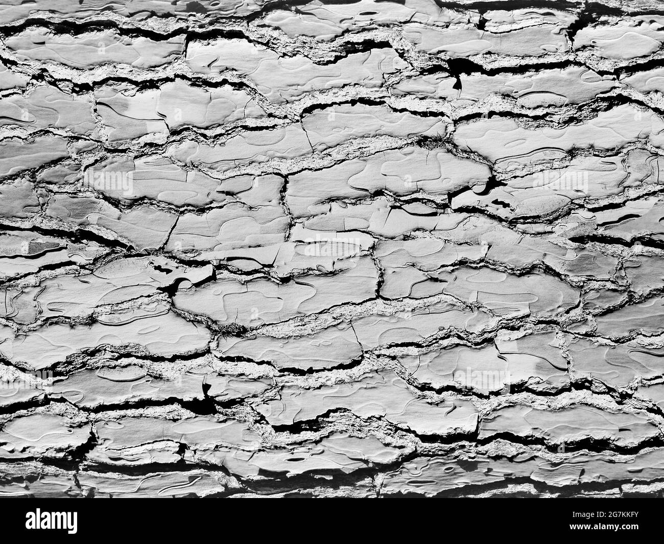 Écorce monochrome de texture de pin. Banque D'Images