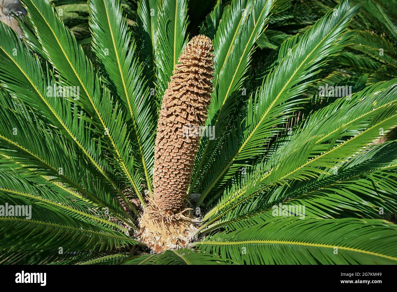 Une fleur Cycas Revoluta mature de palmier sagou, de forme conique, d'orange pâle, entourée de grandes frondes vertes et brillantes Banque D'Images