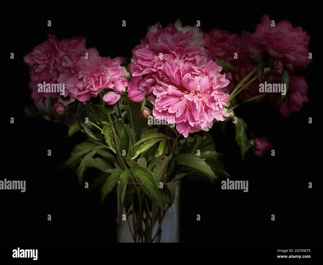 Pivoine fleurs dans un vase, sur fond noir Banque D'Images