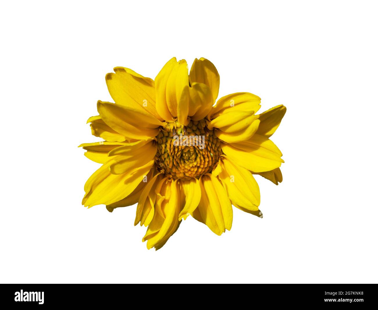 Une seule fleur de montagne arnica, gros plan. Arnica est également connue sous le nom de tabac de montagne, le fléau du léopard et le wolfsbane. Isolé sur le backgro blanc Banque D'Images