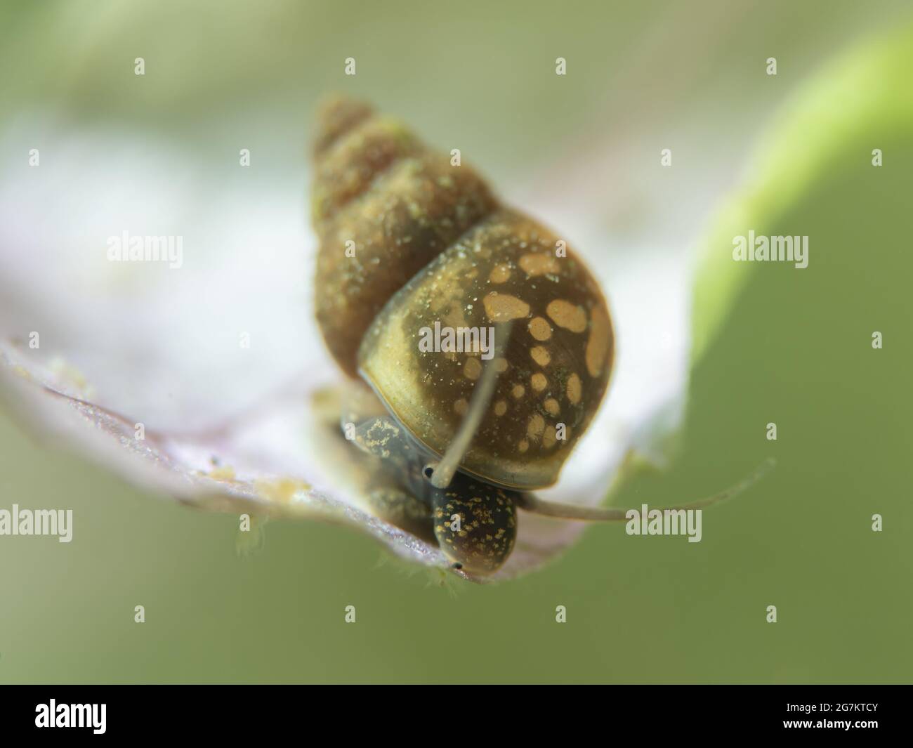 Escargot D Eau Douce Banque D Image Et Photos Alamy Escargot D Eau Douce Banque D Image Et Photos Alamy