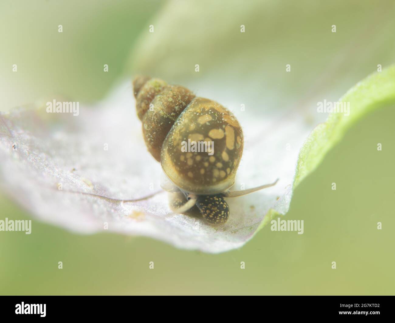 Escargot D Eau Douce Banque D Image Et Photos Alamy Escargot D Eau Douce Banque D Image Et Photos Alamy