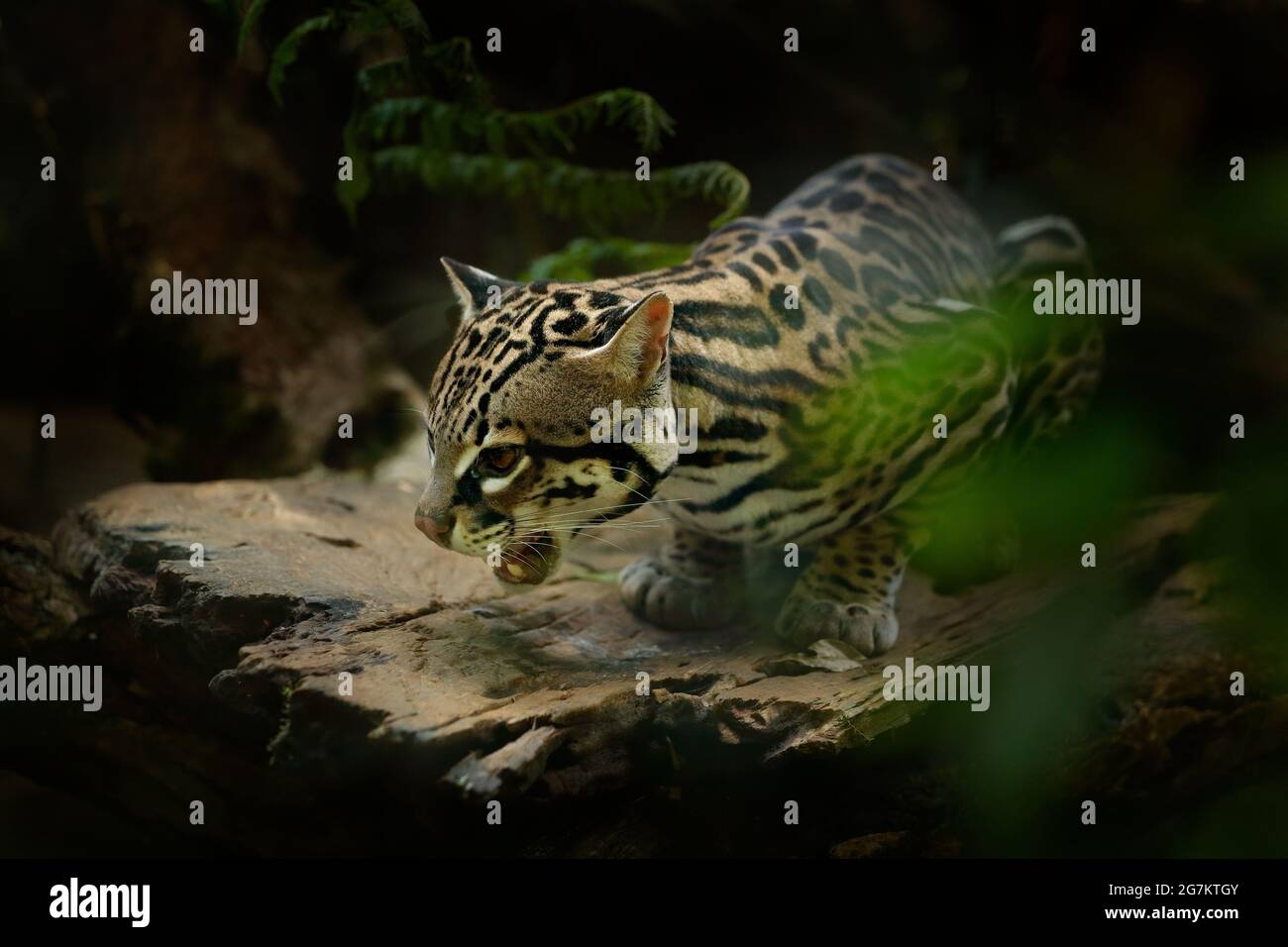 Ocelot, joli chat, assis sur la branche dans la forêt tropicale verte. Portrait détaillé chat margay, Leopardus wiedii, dans la forêt tropicale. Animal dans le Banque D'Images