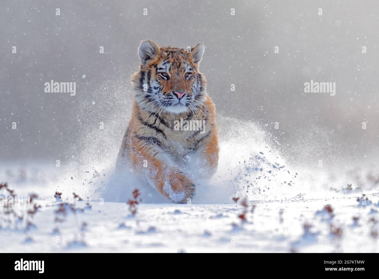 Tigre dans la nature sauvage d'hiver, courant dans la neige. Tigre de Sibérie, Panthera tigris altaica. Flocons de neige avec chat sauvage. Scène d'action de la faune avec danger Banque D'Images