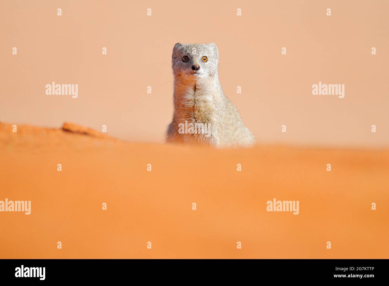 Mongoose dans le sable rouge, Kgalagadi, Botswana, Afrique. Mongoose jaune, Cynictis penicillata, assis dans le sable avec la végétation verte. Faune et flore d'Afrique. Banque D'Images