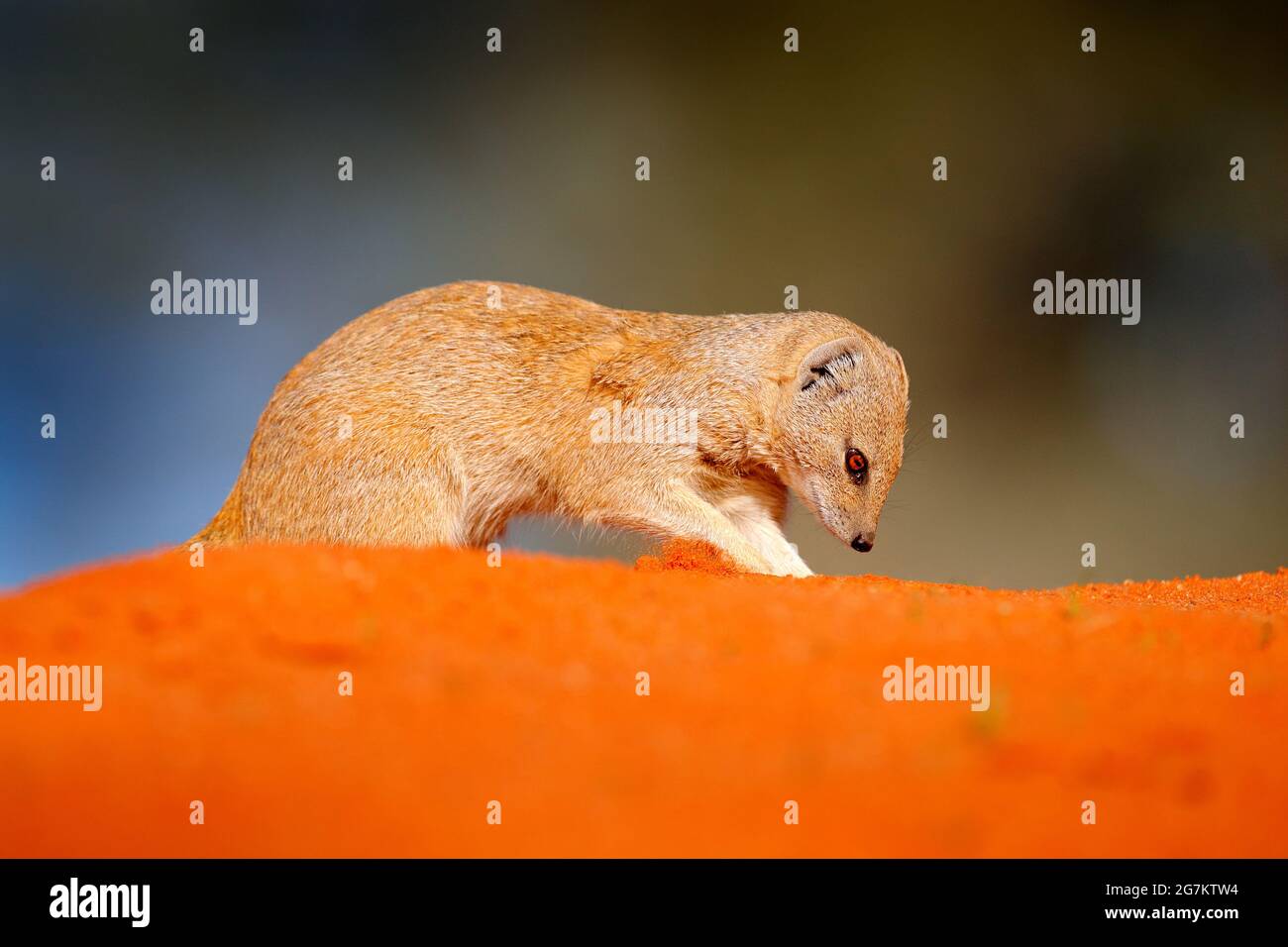 Mongoose dans le sable rouge, Kgalagadi, Botswana, Afrique. Mongoose jaune, Cynictis penicillata, assis dans le sable avec la végétation verte. Faune et flore d'Afrique. Banque D'Images
