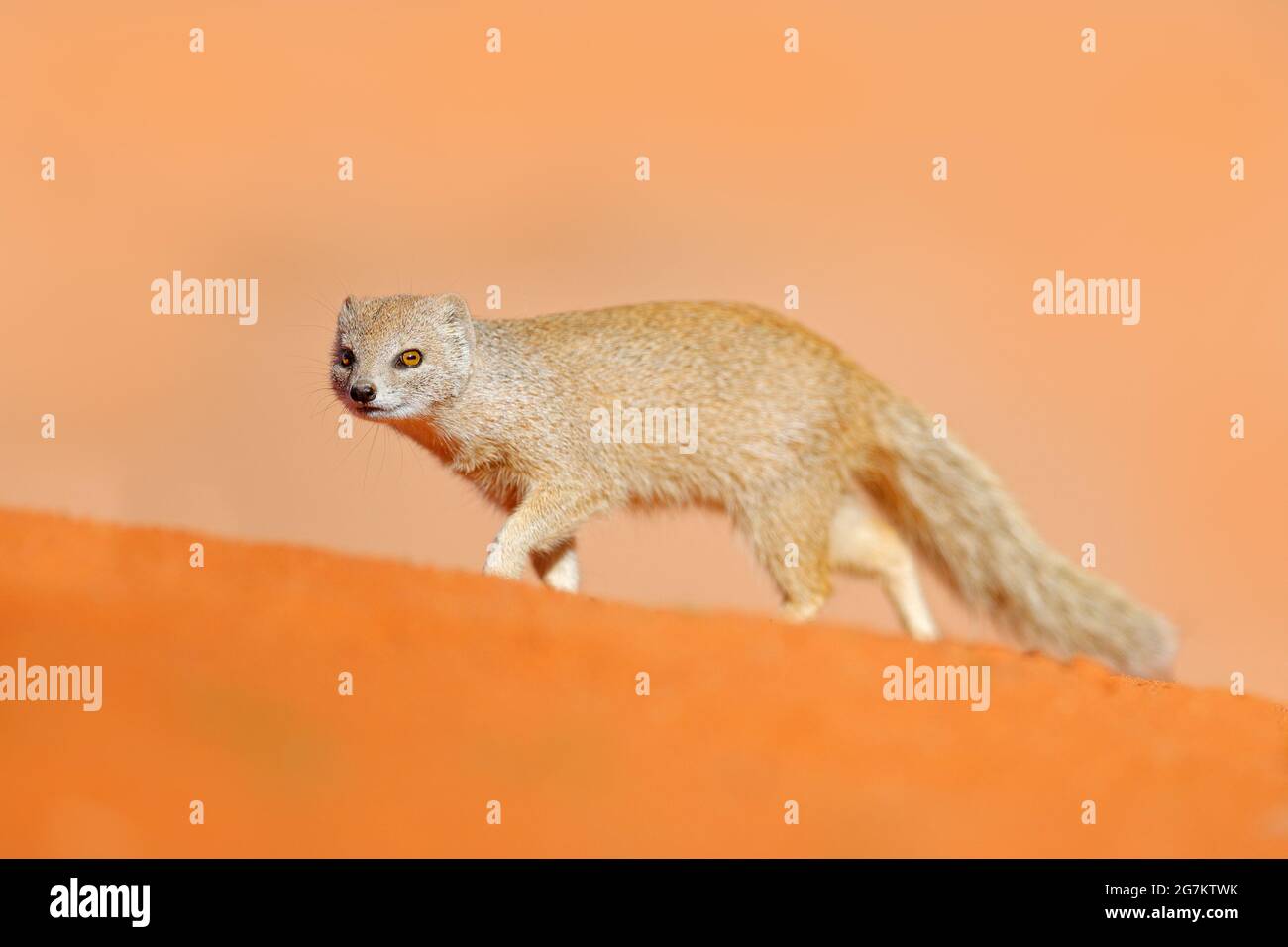 Mongoose dans le sable rouge, Kgalagadi, Botswana, Afrique. Mongoose jaune, Cynictis penicillata, assis dans le sable avec la végétation verte. Faune et flore d'Afrique. Banque D'Images