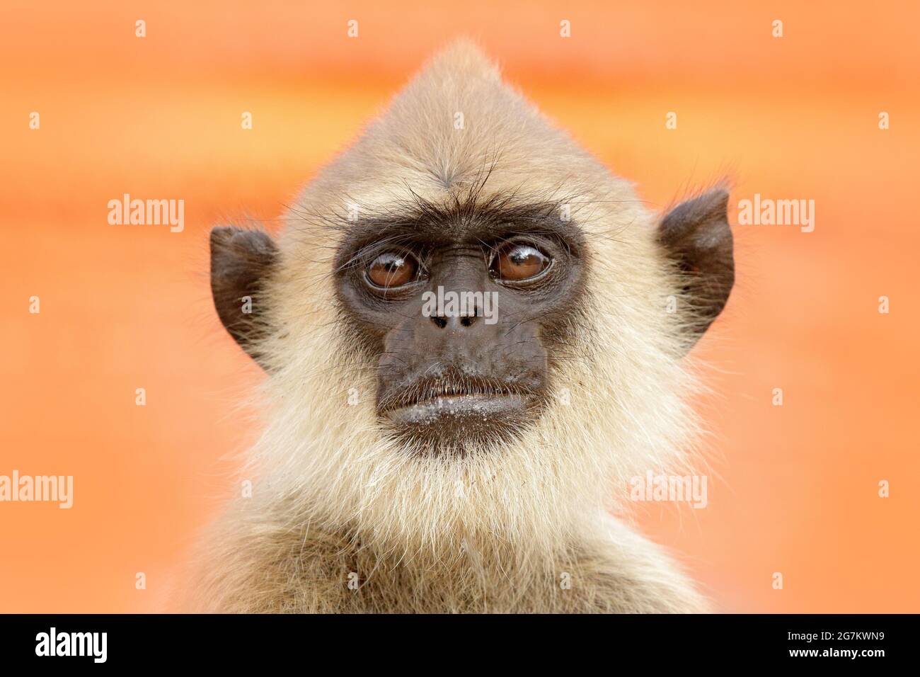 Faune du Sri Lanka. Langur commun, Semnopithecus entellus, singe sur le bâtiment de brique orange, faune urbaine. Banque D'Images