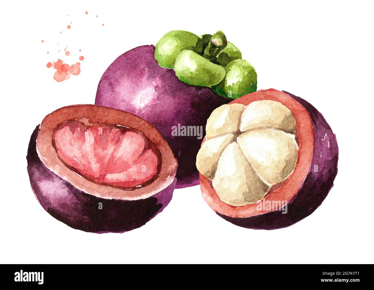 Fruits mangoustés entiers et coupés, illustration Watercolor dessinée à la main isolée sur fond blanc Banque D'Images