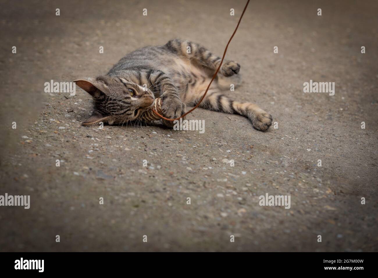 Un petit chaton gris joue avec une souris sur une canne à pêche. Jouets pour chats Banque D'Images