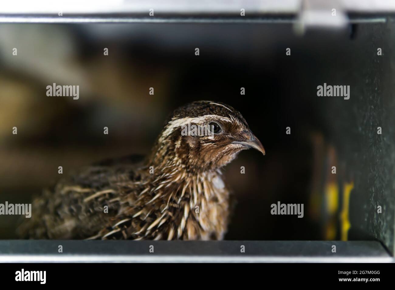 caille japonaise domestique conservée dans une cage dans une maison de poule, à proximité Banque D'Images