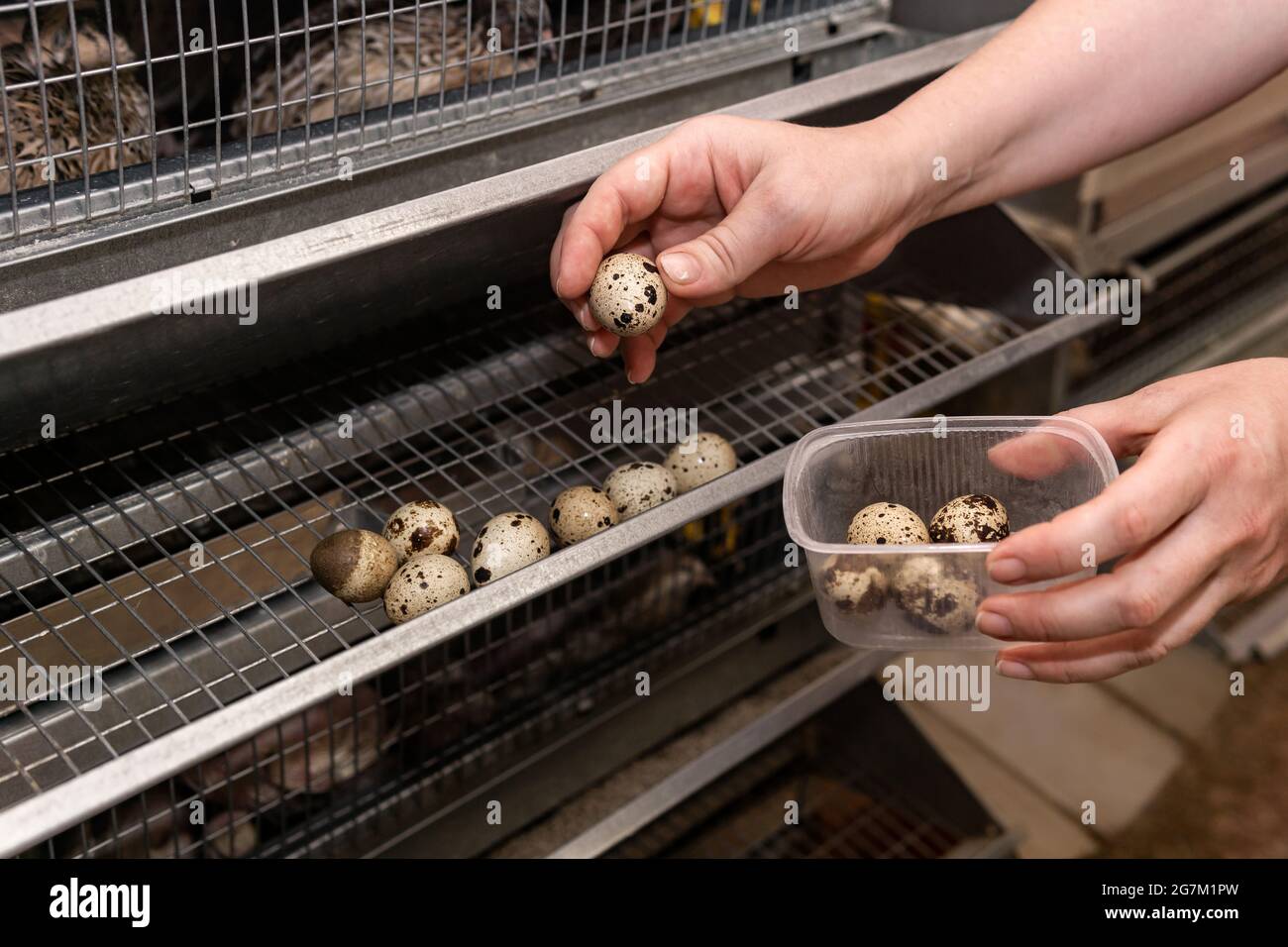 les mains de l'agriculteur collectent les œufs de caille du plateau de la cage  de batterie Photo Stock - Alamy