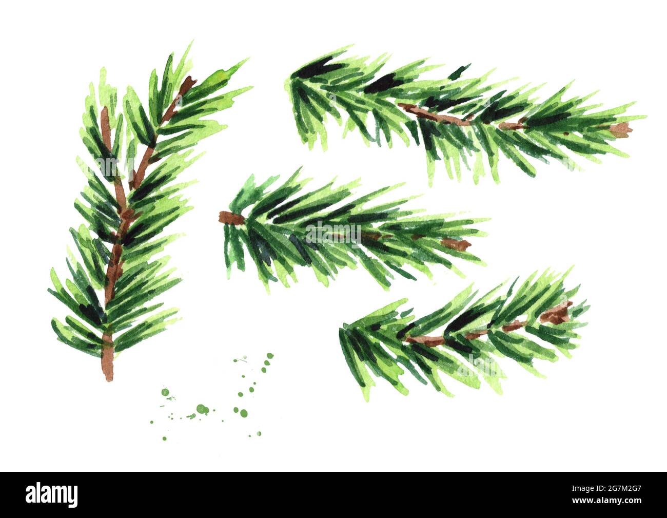 Ensemble de branches en sapin. Illustration aquarelle dessinée à la main, isolée sur fond blanc Banque D'Images
