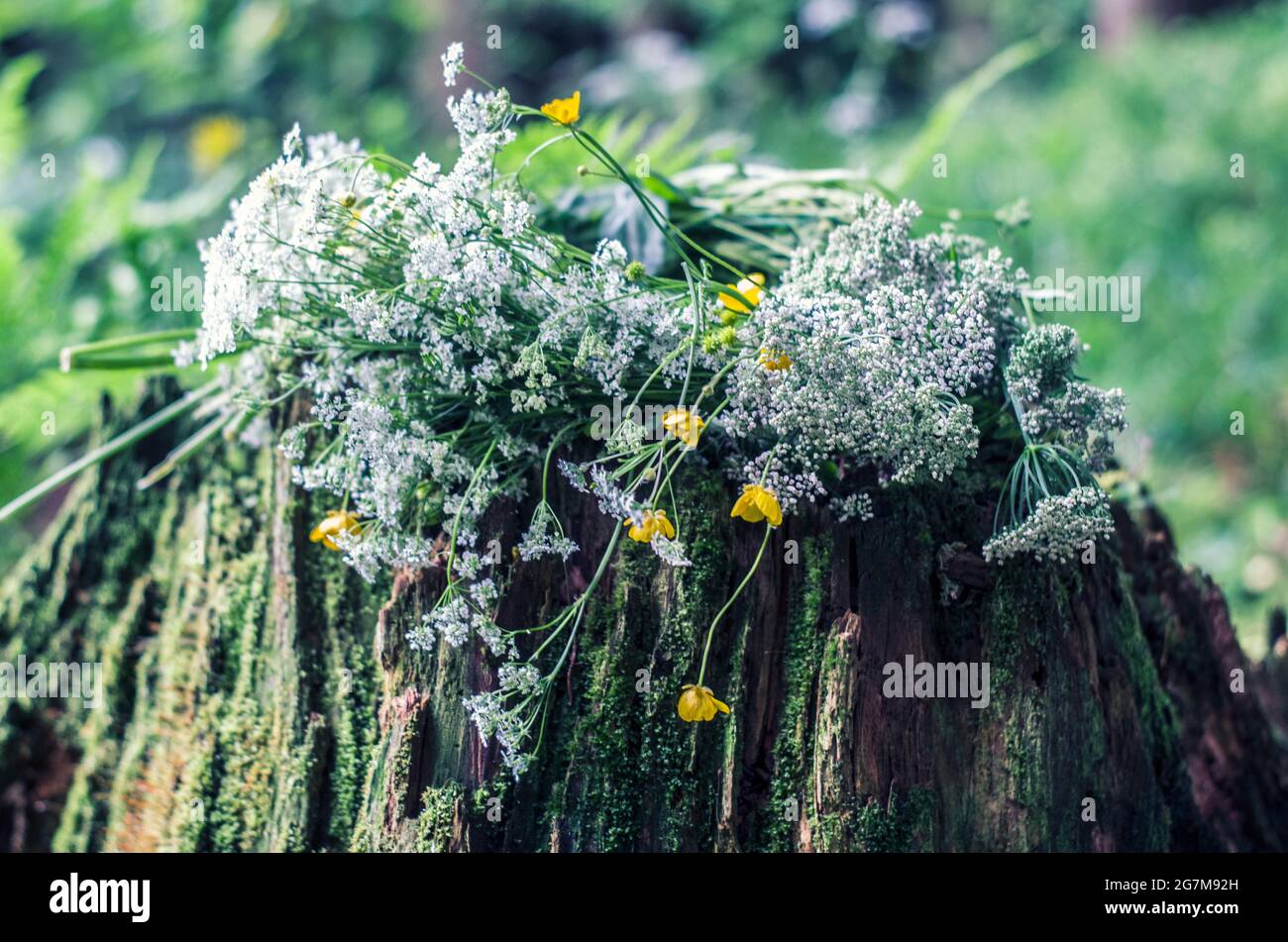 Couronne de carotte sauvage sur une souche dans les bois. Photo de flore naturelle. Banque D'Images