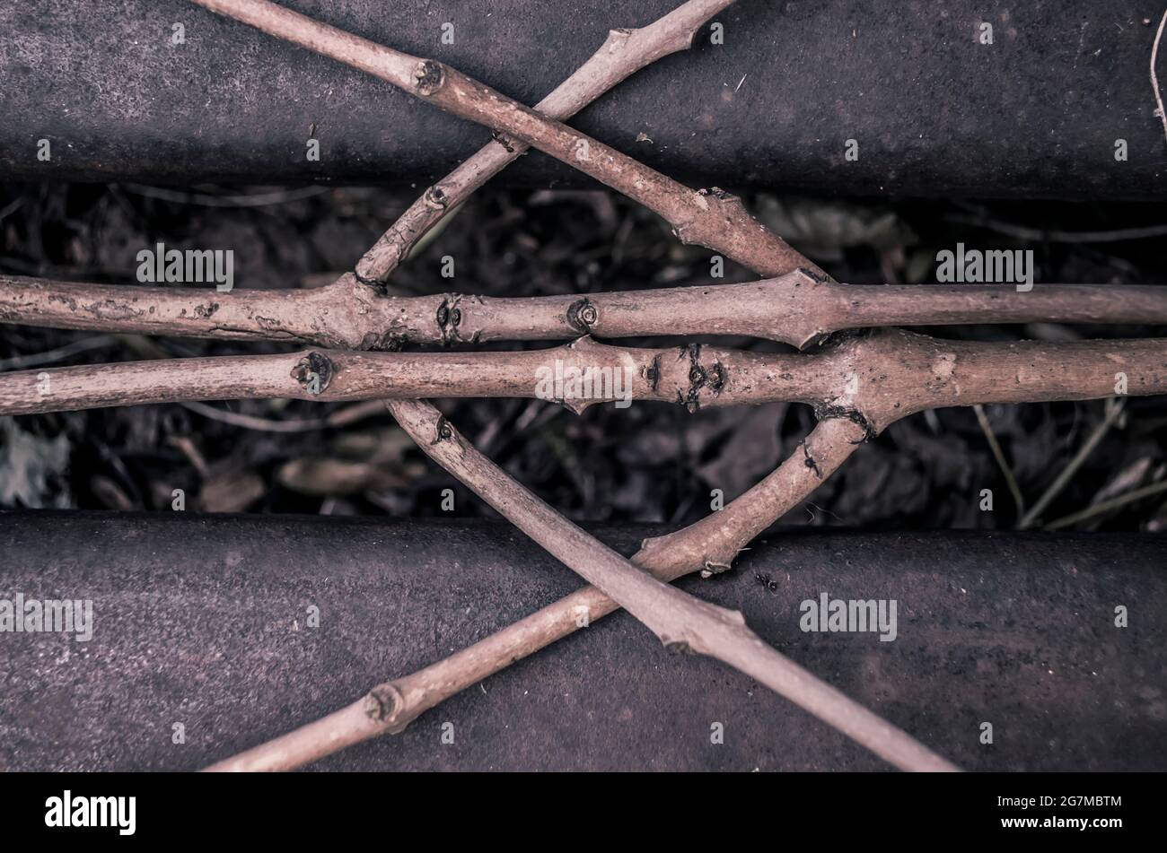 Les branches de frêne sont entrelacées avec un motif de rune. Photo monochrome chamanique naturelle. Banque D'Images