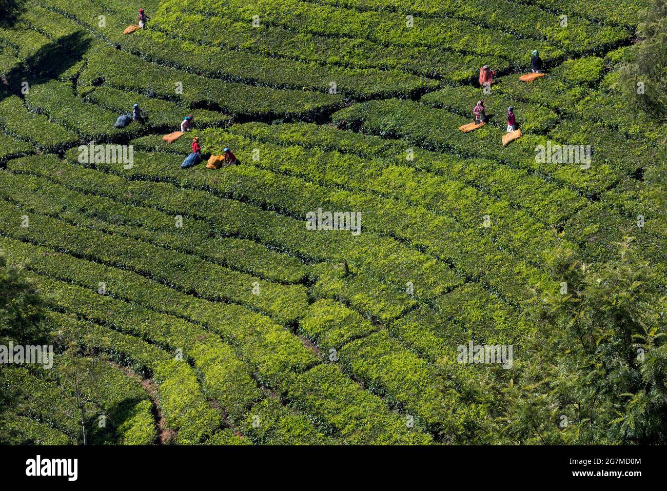 Les plantations de thé autour d'Ootacamund (Ooty)/Udagamandalam dans l'État sud de l'Inde du Tamil Nadu forment des motifs fascinants sur fond de t Banque D'Images