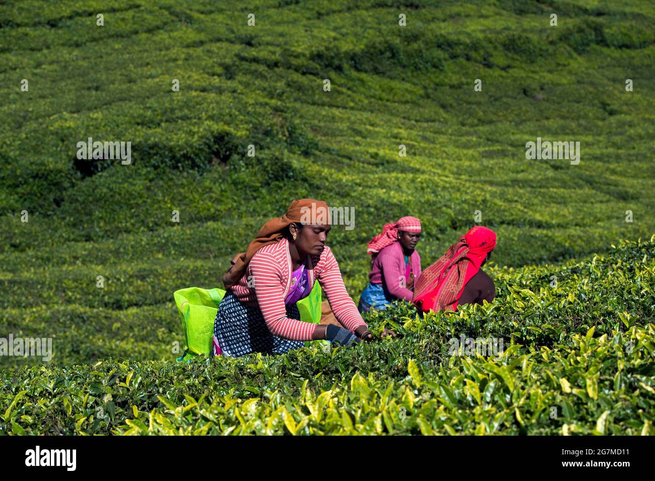 Les plantations de thé autour d'Ootacamund (Ooty)/Udagamandalam dans l'État sud de l'Inde du Tamil Nadu forment des motifs fascinants sur fond de t Banque D'Images
