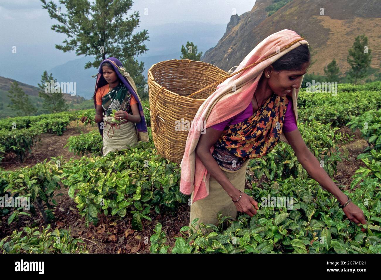 Les plantations de thé autour d'Ootacamund (Ooty)/Udagamandalam dans l'État sud de l'Inde du Tamil Nadu forment des motifs fascinants sur fond de t Banque D'Images