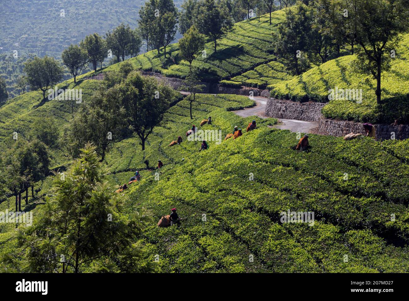 Les plantations de thé autour d'Ootacamund (Ooty)/Udagamandalam dans l'État sud de l'Inde du Tamil Nadu forment des motifs fascinants sur fond de t Banque D'Images