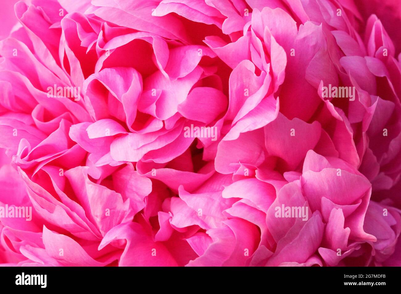 Fleur de pivoine rose gros plan. Vivace avec de grandes fleurs. Paeonia. Banque D'Images